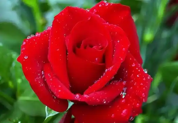 十大最香的花,最香的花排名第一名(能吃能赏能泡茶)