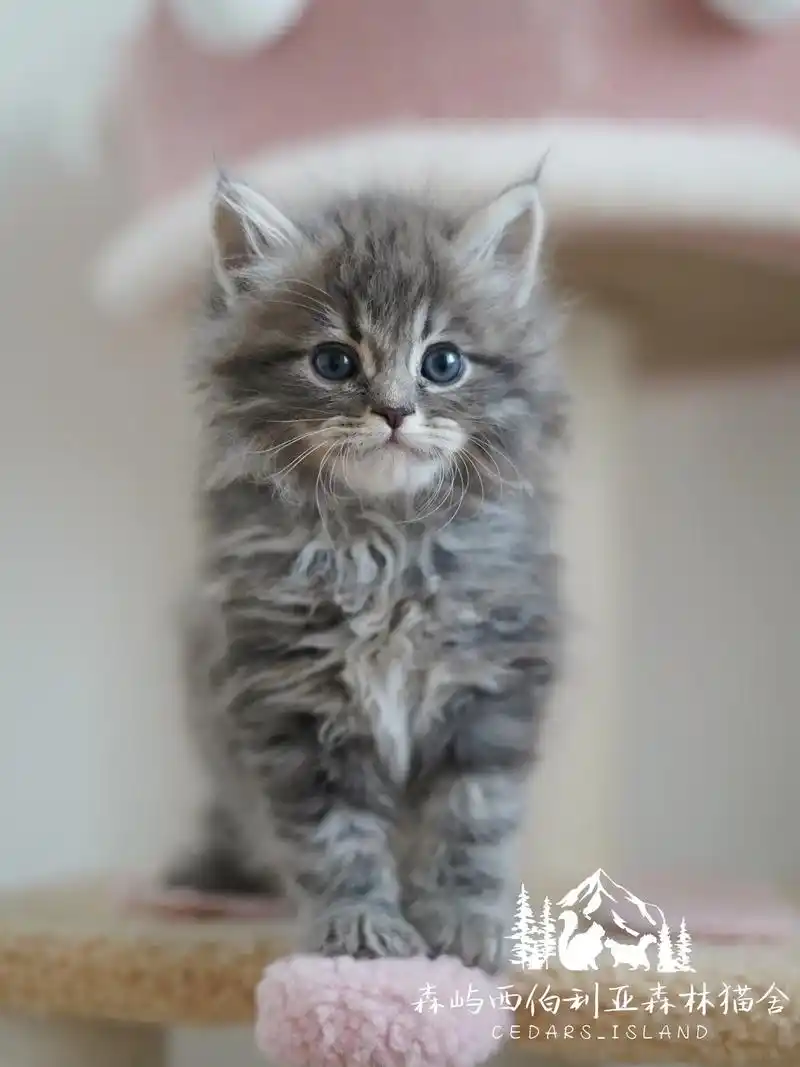 同窝的两只蓝虎斑西森,遗传 - 抖音