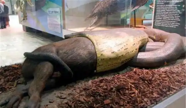 人被蛇吞食, 人手中有把锋利的刀, 有没有可能切开蛇腹逃出来?