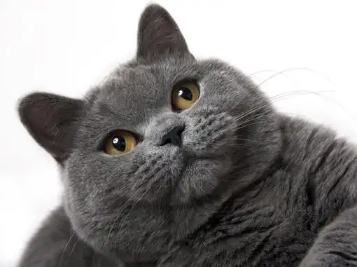 绝对是猫斯拉    topit.me 收录优美图片