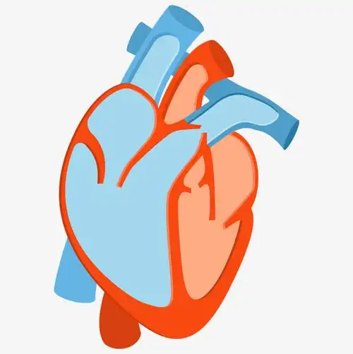 一个手绘的扁平化心脏