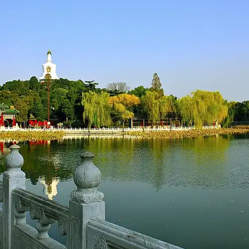 北海公园 垂柳渐黄 光彩迷人