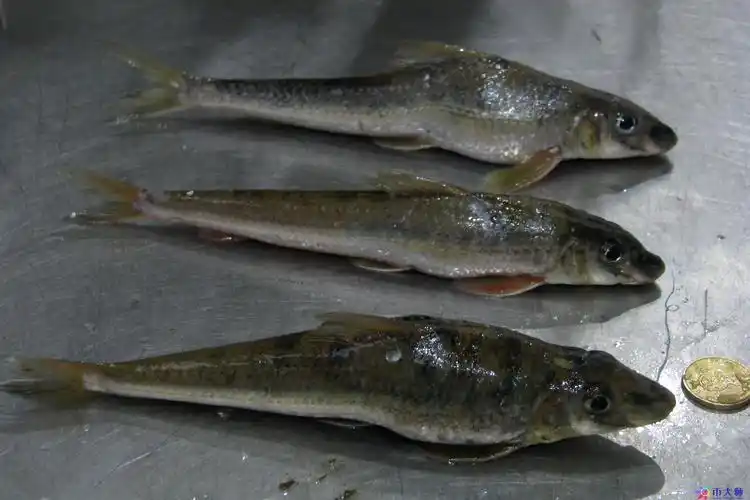 鱼的种类图片和名字(常见淡水鱼的种类图片和名字) - 币大师