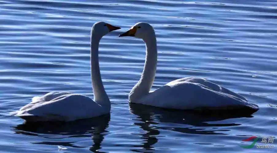 天鹅成双成对