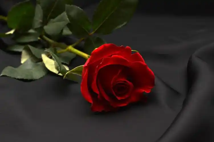 rose,red,red rose,flower,blossom,bloom,romance