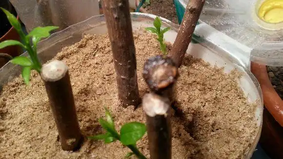 腊梅可以插枝吗?