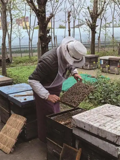 人间四月天被时间遗忘的养蜂人