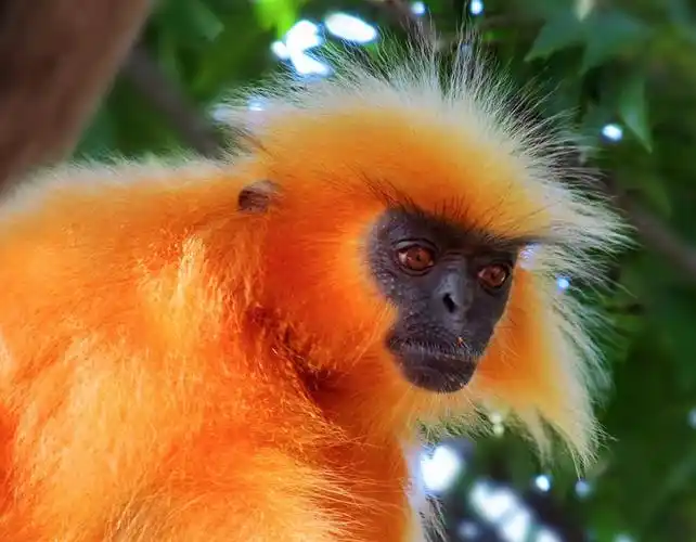 金色乌叶猴的价格