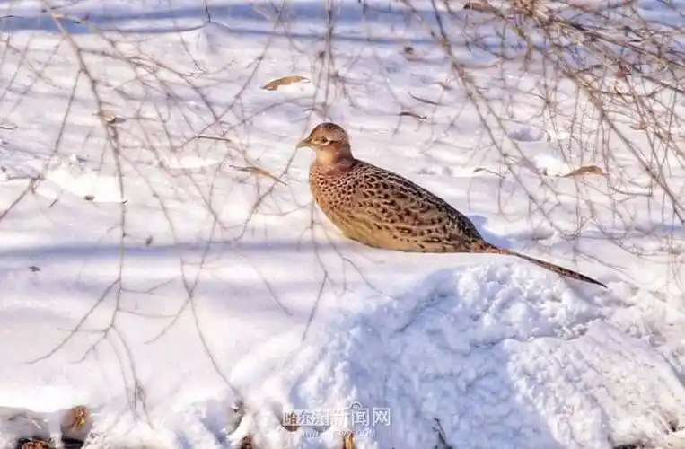 太阳岛上野鸡戏雪!专家:冬天环颈雉爱"扎堆"_活动_雉鸡_雪地