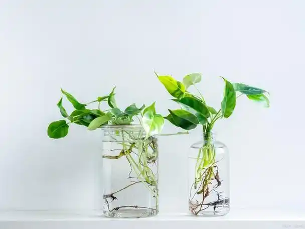 家里水培什么植物好