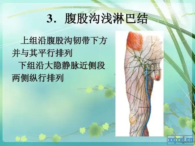 腹股沟浅淋巴结 上组沿腹股沟韧带下方 并与其平行排列 下组沿大隐
