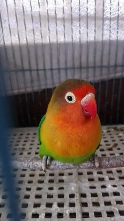 怎么让牡丹鹦鹉听我话