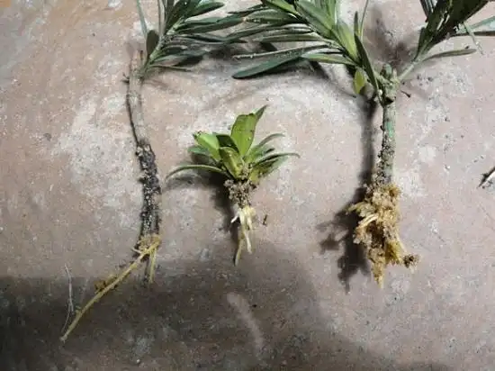 罗汉松扦插罗汉松扦插繁殖技术详解