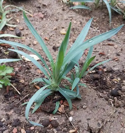 母亲节到了,种一盆康乃馨送给妈妈吧!