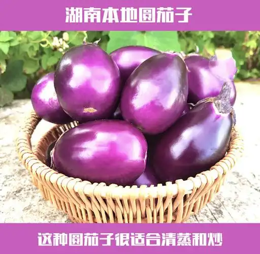 农家自种保温箱冰袋发134斤湖南浏阳本地圆茄子紫红色圆茄子土短茄子