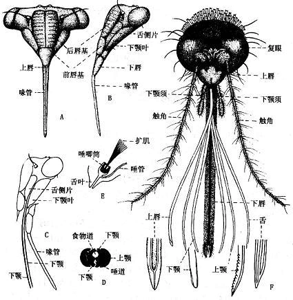 从蚊子的口的结构上来看.