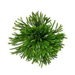 俯拍正面的复活草素材