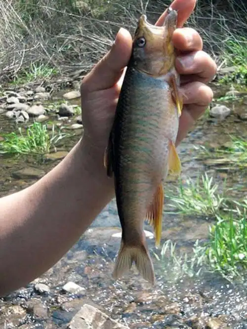 路亚马口鱼这种鱼捕食十分凶猛