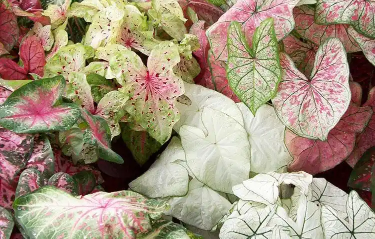 彩叶芋盆栽白色甜心稀有绿植草莓之心观叶五彩室内竹芋花叶芋植物秋韵