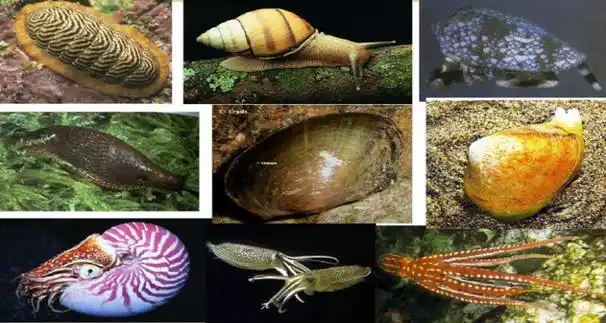 单壳类软体动物有哪些