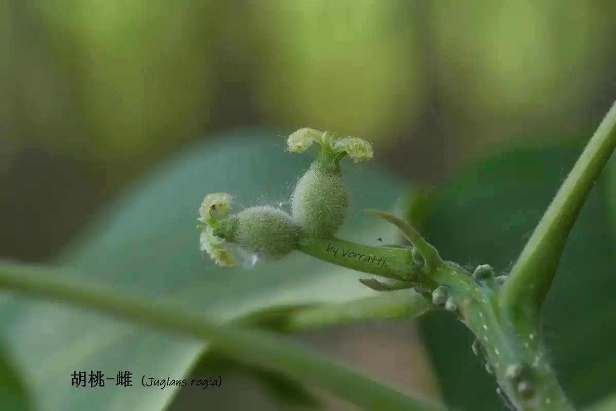 胡桃也就是平时吃的核桃雄花序为葇荑花序雌花序为总状花序子房下位