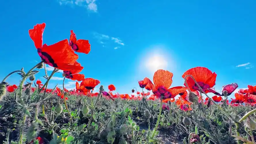 图说新疆额敏看蓝天碧草青山骏马红花