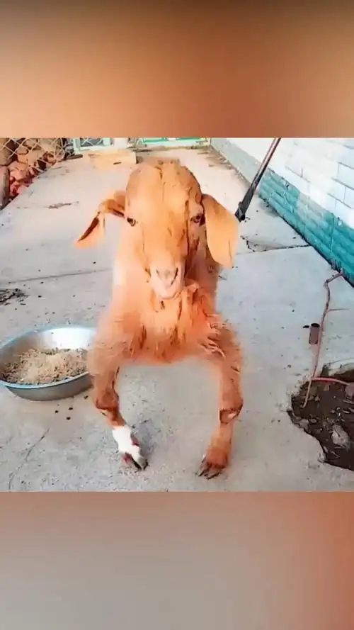 你是个什么品种,能长出个罗圈腿