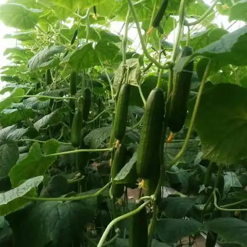 企普 荷兰 小黄瓜苗 三叶一心 计价单位:棵