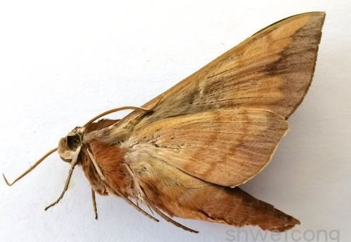 a-品质 未展翅 葡萄天蛾 ampelophaga rubiginosa 原蝶真蝴蝶标本