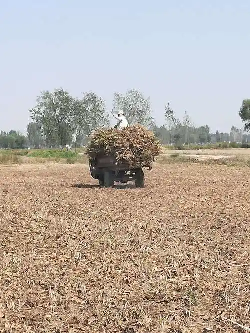 大家用最原始的镰刀完成了大豆的收割工作,装车运走.