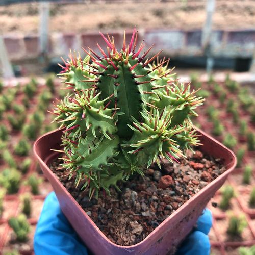 植物麒麟红刺红叶火麒麟仙人掌绿植盆景防辐射多肉多肉植物