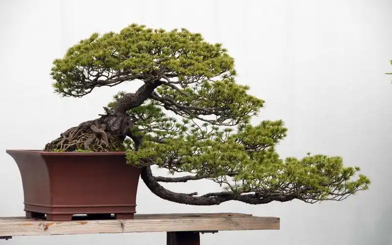松柏盆景