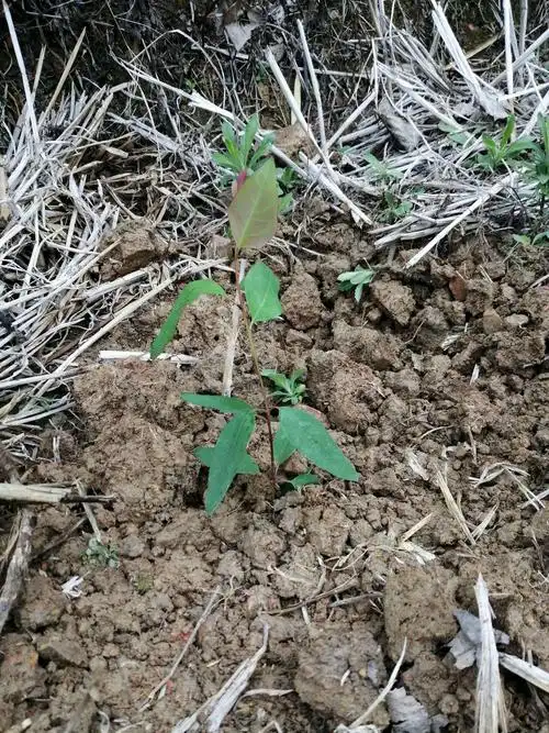 深山孤影的美篇