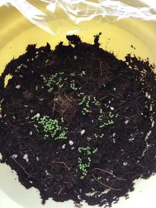 买的牵牛花种子,种下去发了这么多芽,是不是种子.