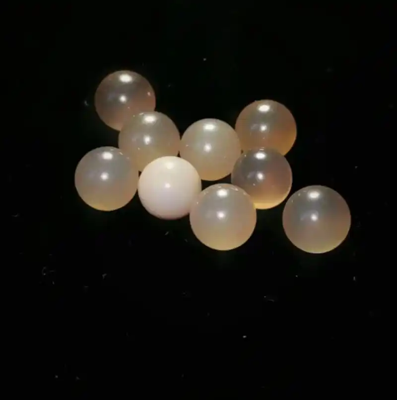 舍利子9颗,殊胜传承,供养加持.颗颗浑圆天成,珠体莹润,光气 - 抖音