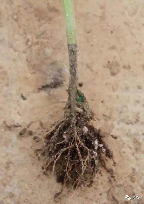 蔬菜苗期常见生理性病害的防治沤根老化烧根