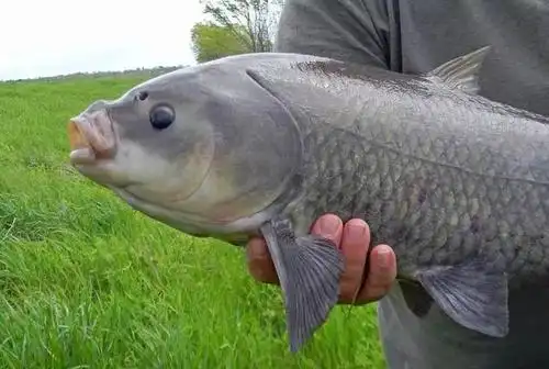 野外发现长寿淡水鱼,实际年龄112岁,是奶奶辈的鱼了