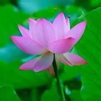 最好看的莲花微信头像【点击鼠标右键下载】