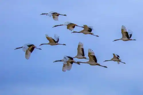 《中国扎龙拍仙鹤》拍于2019年3月12日