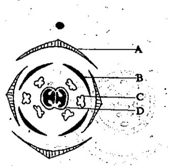 花图式放在下方:(每一个字母对应一个花部) 十字花科k2 2c2 2a2 4g(2