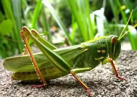 尖头绿蚂蚱的特点 来这里看一下这些科普知识了