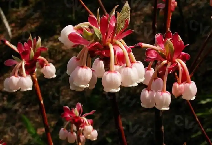 齿缘吊钟花图片好看的齿缘吊钟花图片齿缘吊钟花植物图片