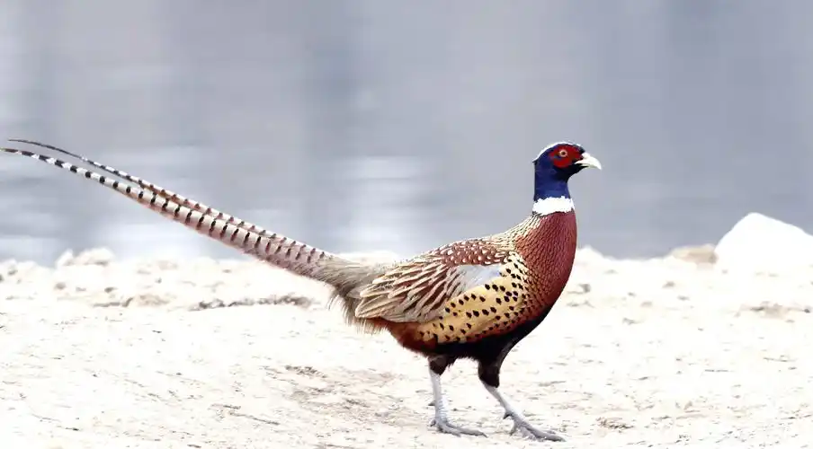 原创东北野鸡泛滥成灾为什么连吃货都无能为力农民直言不敢碰