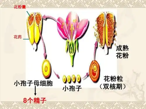 花粉囊 花药 成熟 花粉 小孢子母细胞 8个精子 小孢子 花粉粒 (双核期