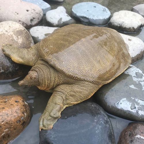 2斤甲鱼外塘母老王八中华鳖水鱼团活体免邮甲鱼