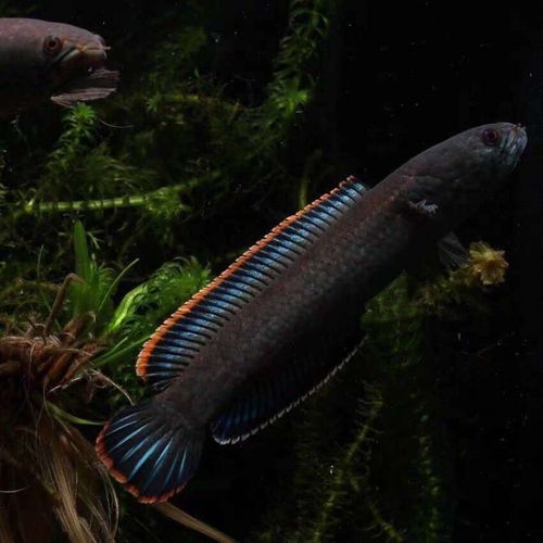 【店铺推荐】观赏鱼活雷龙冷水鱼野生南醴耐养淡水鱼