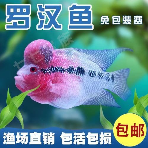 热带罗汉鱼活体观赏鱼起头泰国进口鸿运马骝金花满银罗汉
