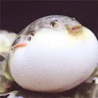 可爱的河豚鱼图片