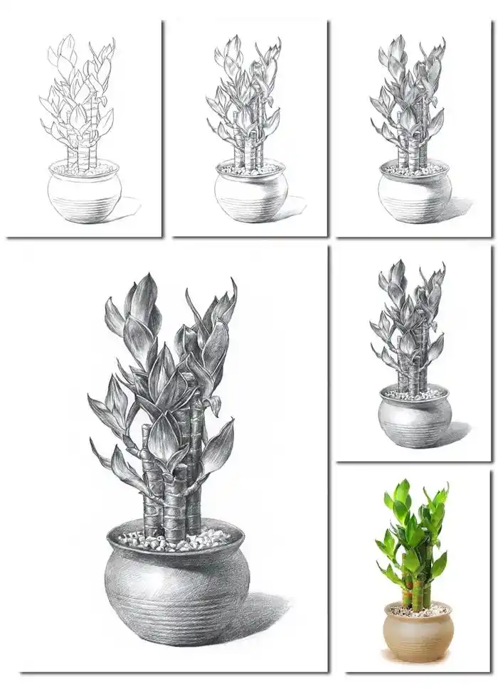 素描花卉植物绘画步骤#零基础学画画 #绘 - 抖音