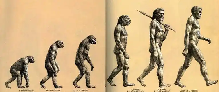 但事实上并非如此,这些形象代表的具体物种见下图: 森林古猿(1200-900